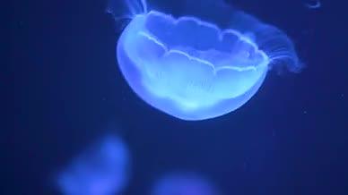 水母海洋馆实拍深海视频的预览图